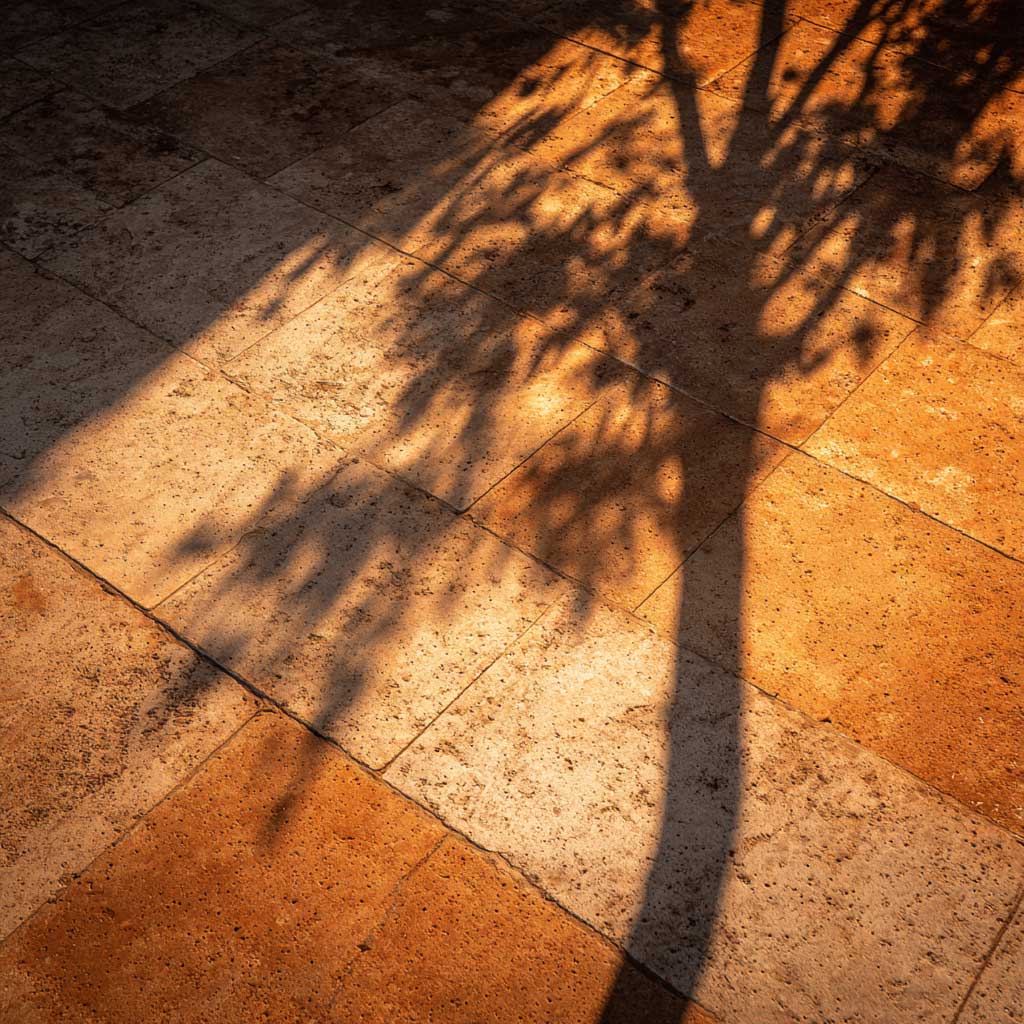 pavement with long tree shaddow